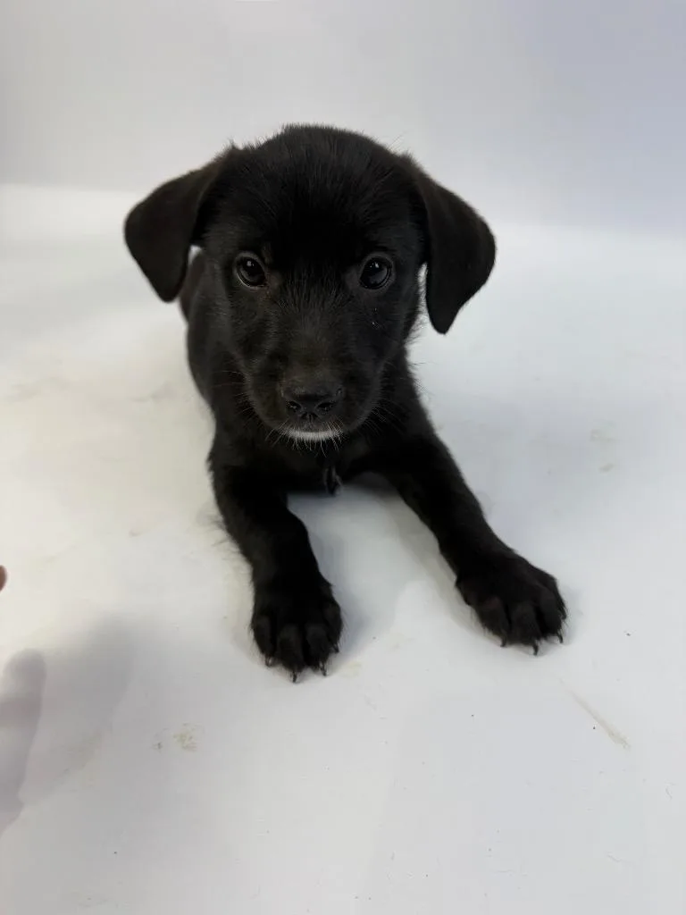 A baby medium-sized female Rat Terrier dog named Mj for adoption in Alvin, TX