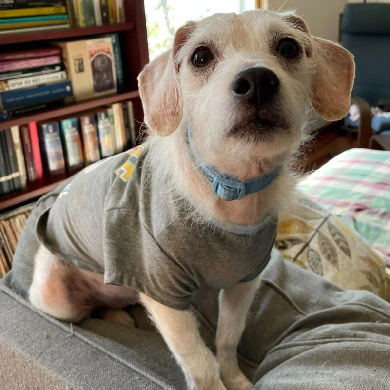 Shrubby Stonecrop thumbnail 2