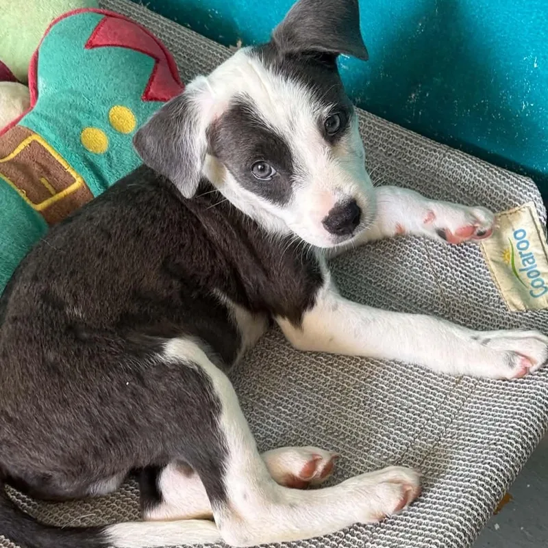 A baby medium-sized male Mixed Breed dog named Patch for adoption in ISABELA, PR