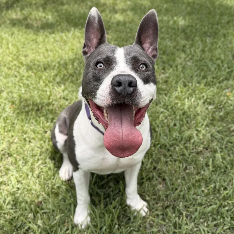An adult small-sized male Gray / Blue / Silver Mixed Breed dog named Bear for adoption in Springboro, OH