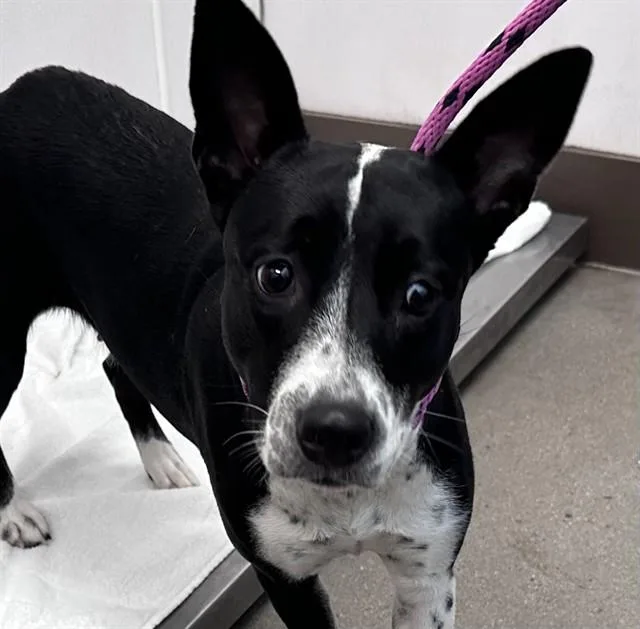 A young medium-sized female Australian Cattle Dog / Blue Heeler dog named Gilly for adoption in Tucson, AZ