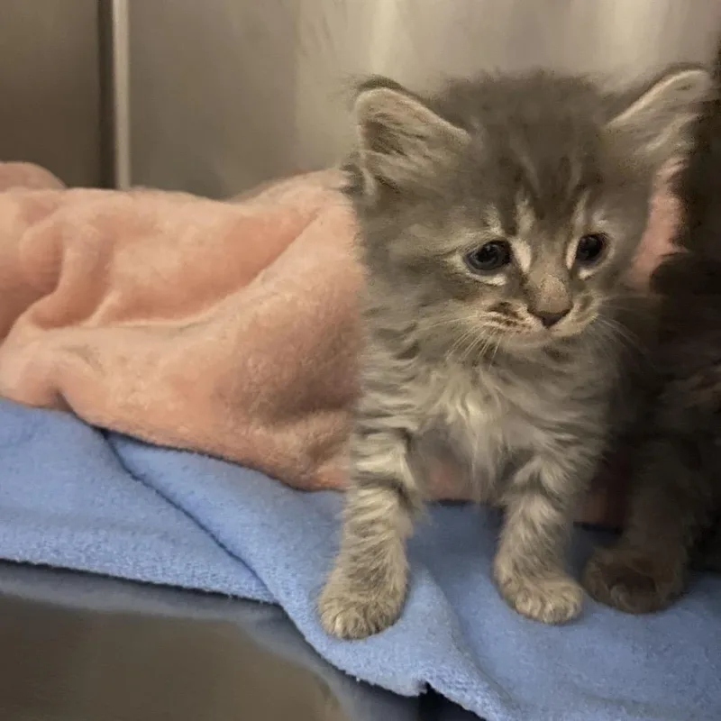A baby small-sized male Domestic Long Hair cat named A Cabinet for adoption in Spruce Pine, NC