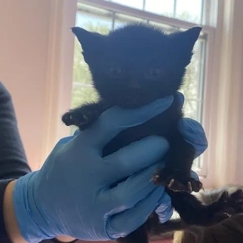 A baby small-sized male Black Domestic Short Hair cat named Ceres for adoption in South Elgin, IL