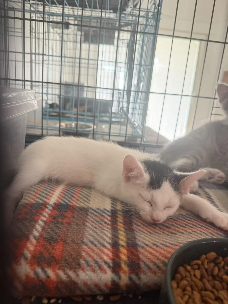 A baby small-sized male White Domestic Medium Hair cat named Jinshi for adoption in Visalia, CA