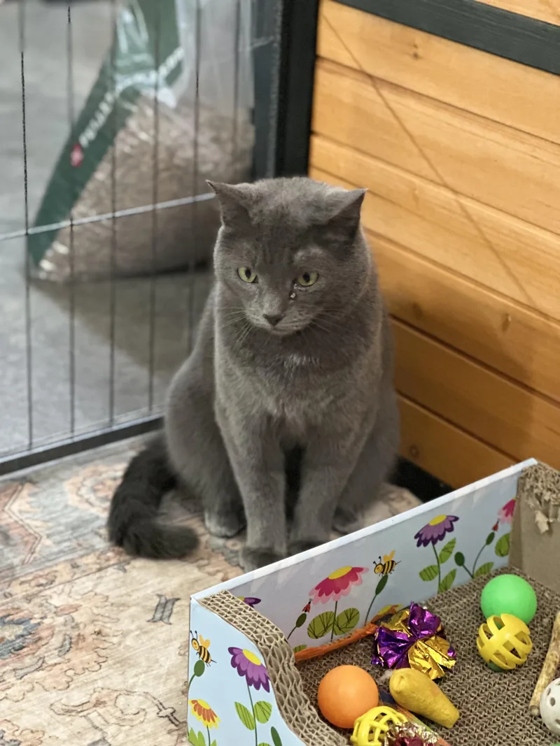 A young medium-sized female Gray / Blue / Silver American Shorthair cat named Pebbles for adoption in Roscoe, NY
