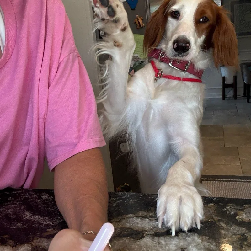 An adult medium-sized female Brittany Spaniel dog named Penny for adoption in San Antonio, TX