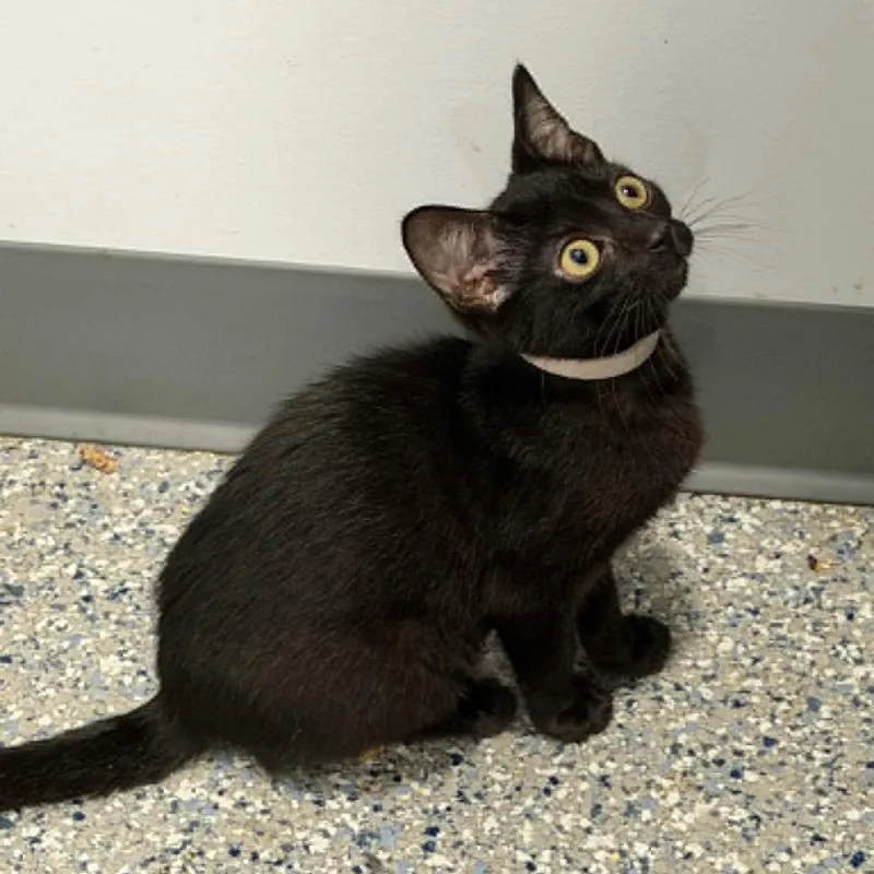 A baby small-sized male American Shorthair cat named Zero for adoption in Danbury, CT
