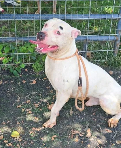 A young large-sized male Pit Bull Terrier dog named Blondie for adoption in Anderson, IN