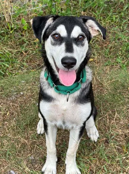 A young medium-sized female Siberian Husky dog named Malibu for adoption in Inverness, FL