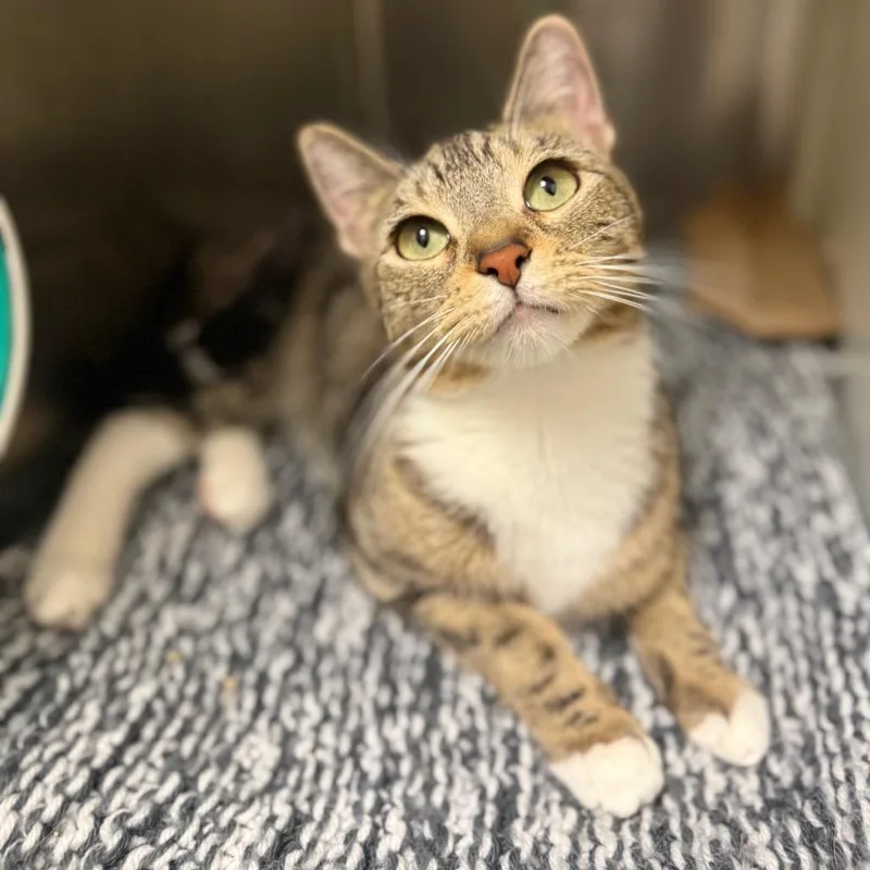 An adult medium-sized female Brown / Chocolate Domestic Short Hair cat named Tuffles for adoption in Fairport, NY