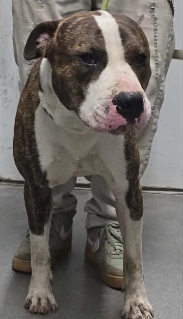 A young large-sized male Mixed Breed dog named Patrick for adoption in Hillsdale, IN
