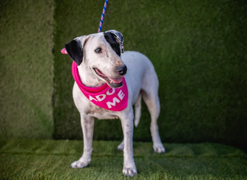 An adult medium-sized female White / Cream Mixed Breed dog named Millie for adoption in tigard, OR