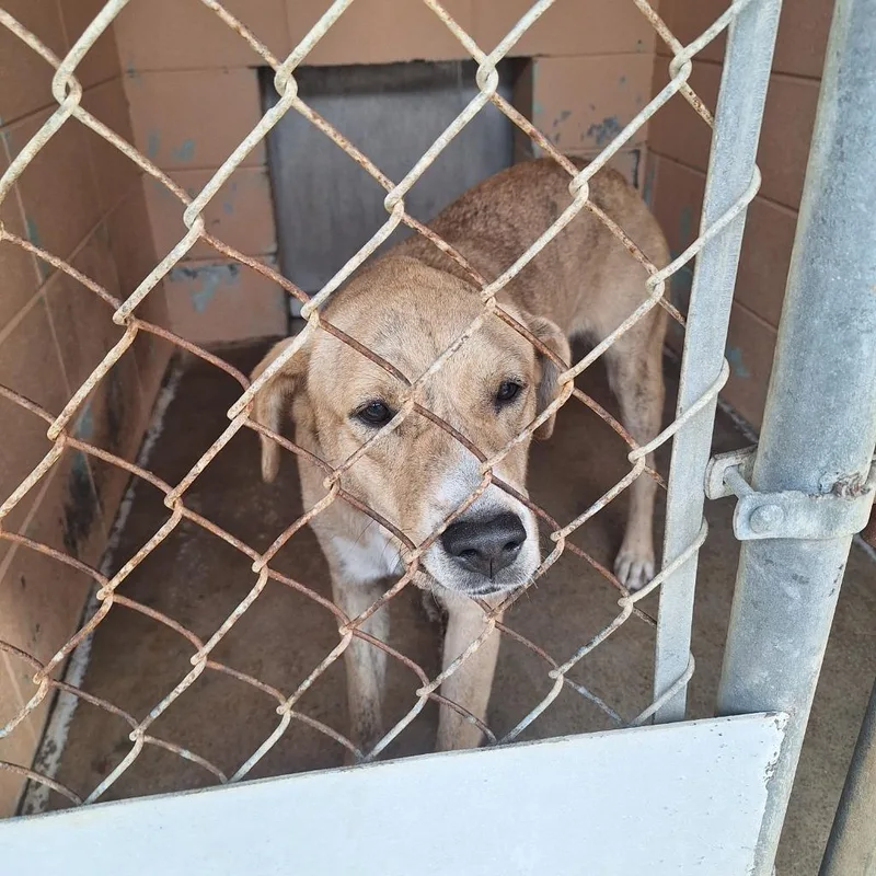 A young medium-sized female Labrador Retriever dog named Raisin for adoption in Gautier, MS