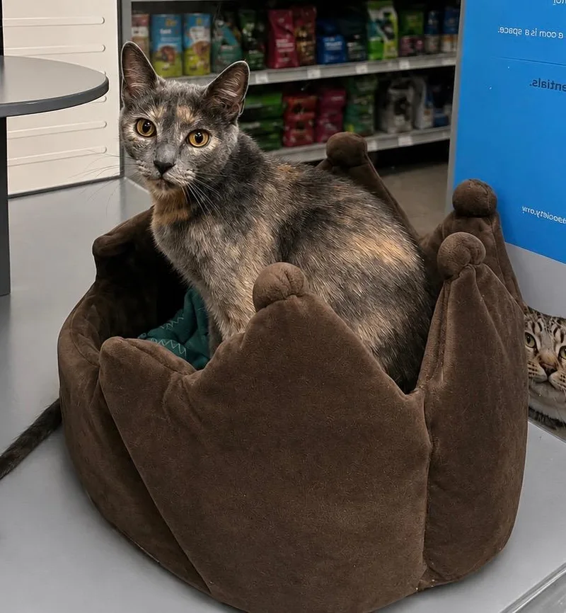 An adult medium-sized female Domestic Short Hair cat named Saffi for adoption in Fort Lupton, CO