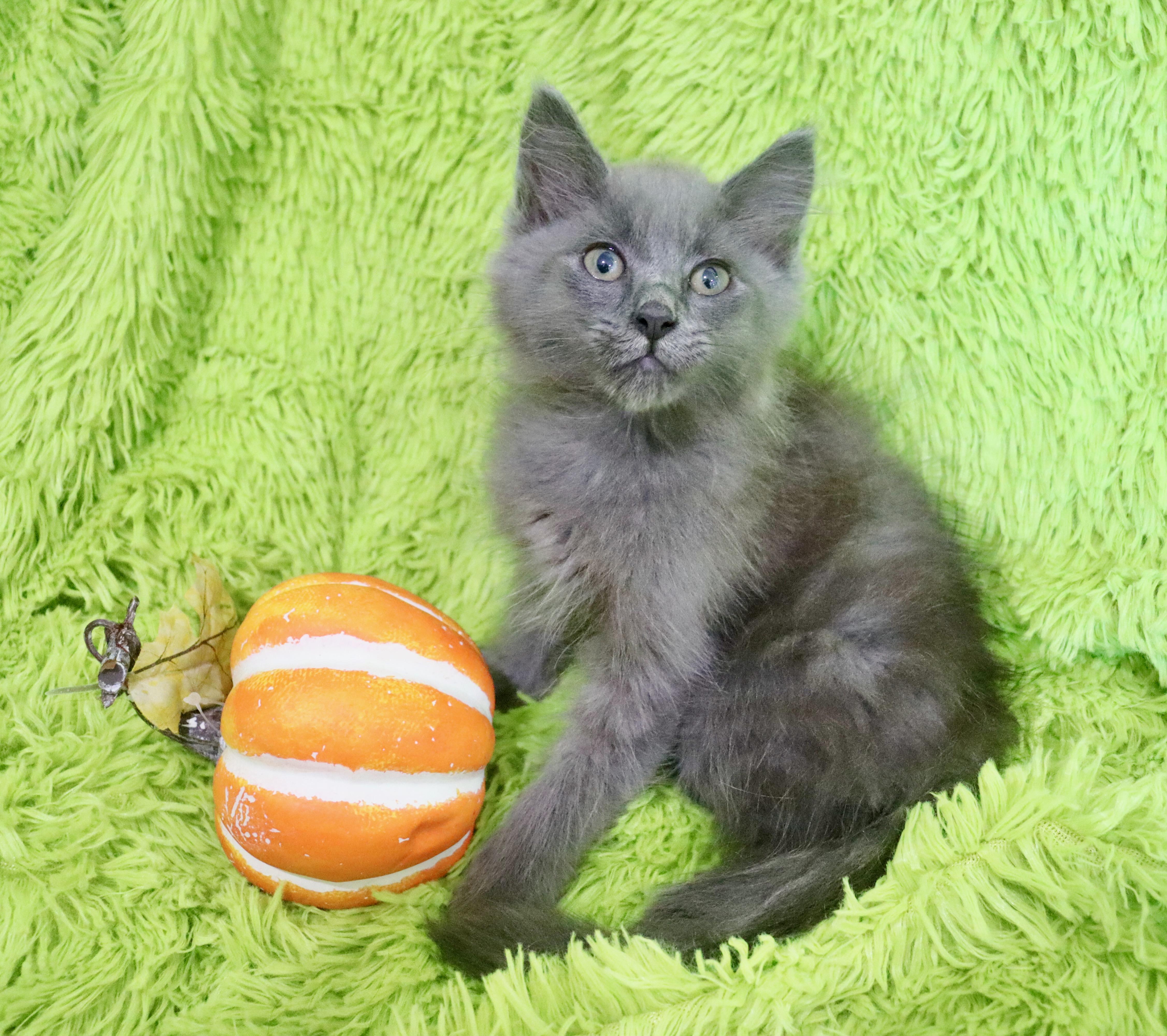 A baby large-sized male Gray / Blue / Silver Nebelung cat named Moonbeam for adoption in Saint Augustine, FL