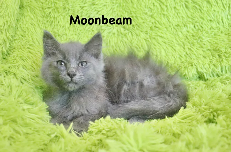 Moonbeam thumbnail 2