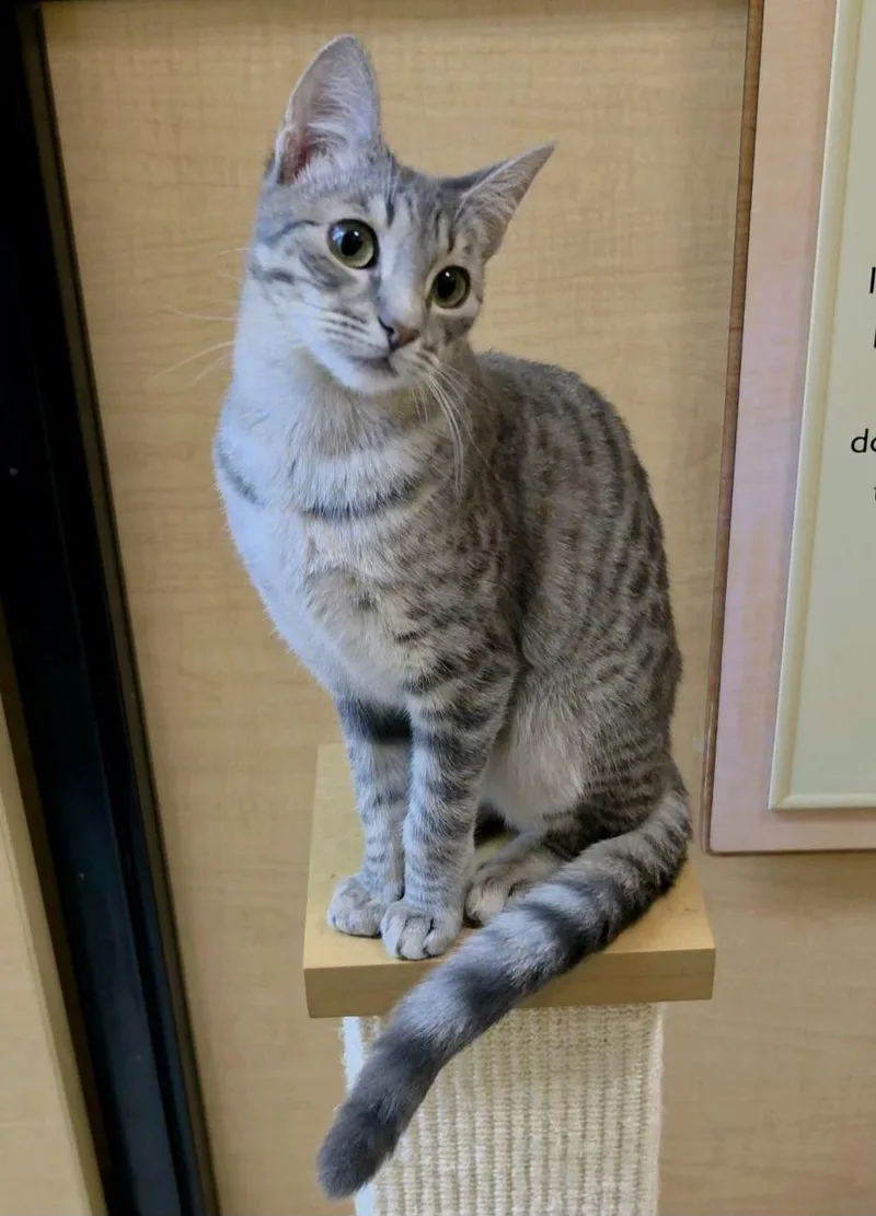 A baby medium-sized female Tabby (Gray / Blue / Silver) Domestic Short Hair cat named Henley for adoption in Austin, TX