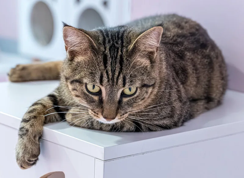 An adult medium-sized male Tabby cat named Kirby KBC for adoption in Dublin, OH