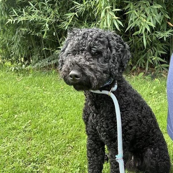 Oscar