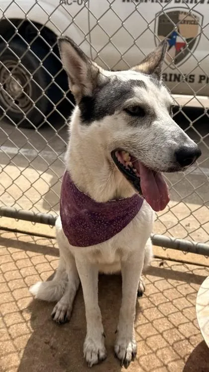 An adult large-sized female Husky dog named Ashley for adoption in Balch Springs, TX
