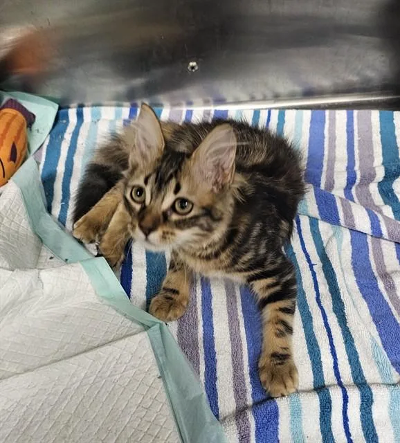 A baby small-sized female Domestic Medium Hair cat named Diamond for adoption in Naples, FL