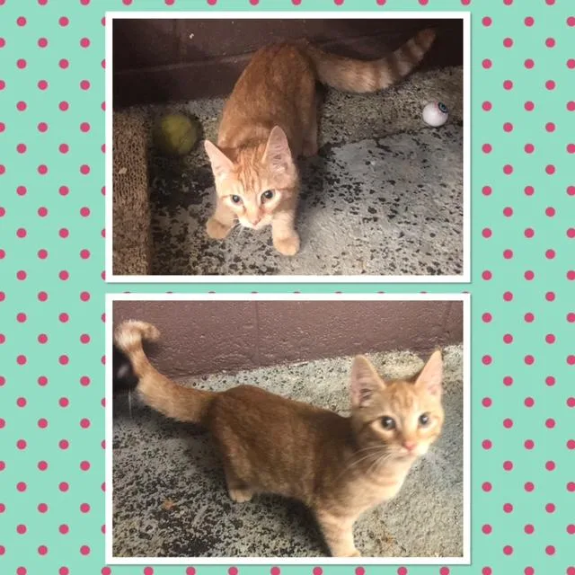 A baby small-sized female Tabby (Orange / Red) Domestic Short Hair cat named Juniper for adoption in Buckhannon, WV
