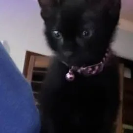 A baby small-sized female Black Domestic Short Hair cat named Berry for adoption in San Antonio, TX