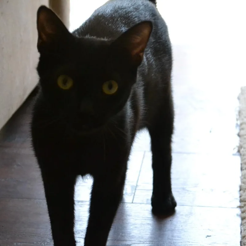 A young medium-sized female Black Domestic Short Hair cat named Marvina for adoption in Columbia, MO