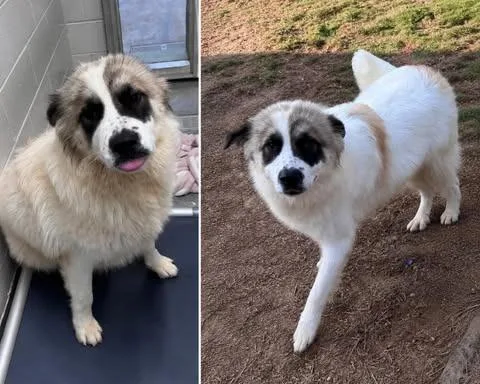 A baby large-sized female Great Pyrenees dog named Valkyrie for adoption in East Ridge, TN