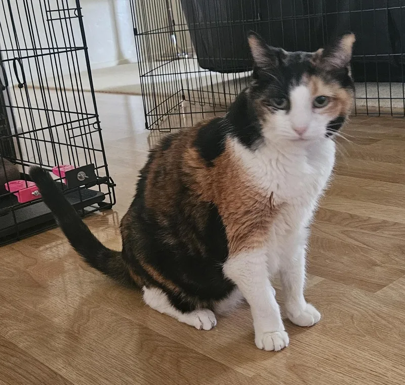 A senior extra large-sized female Domestic Short Hair cat named Sadie for adoption in Tustin, CA