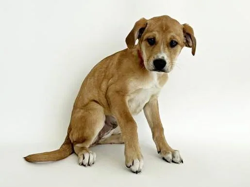 A baby small-sized female Terrier dog named Apple for adoption in Saint Louis, MO