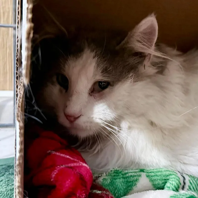 An adult medium-sized male White Domestic Long Hair cat named Rain for adoption in Marion, IL