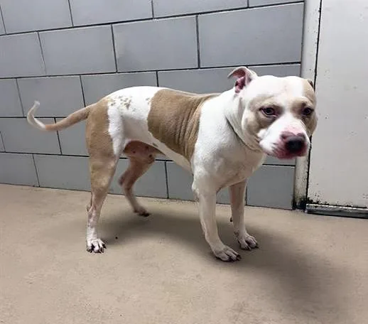 An adult large-sized male Yellow / Tan / Blond / Fawn Mixed Breed dog named Boss Hog for adoption in Nashville, TN