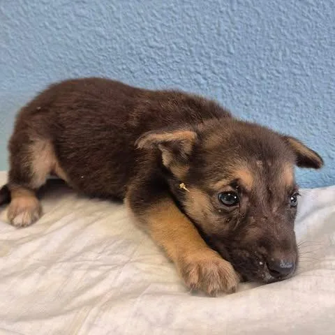 A baby small-sized male Black Shepherd dog named Lancelot for adoption in Bastrop, TX
