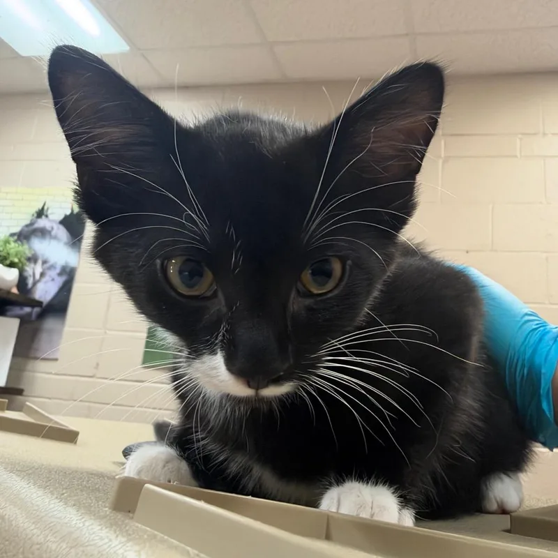 A baby small-sized male Black Domestic Short Hair cat named Schnitzel for adoption in Birmingham, AL