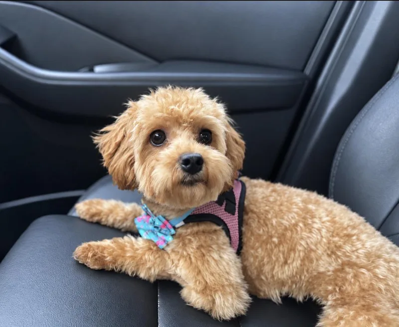 Little Miss Mia