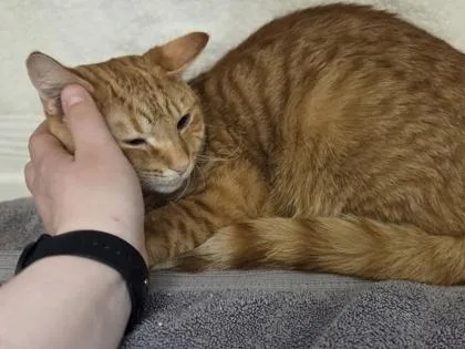 A young medium-sized male Domestic Short Hair cat named Zazu for adoption in Westland, MI