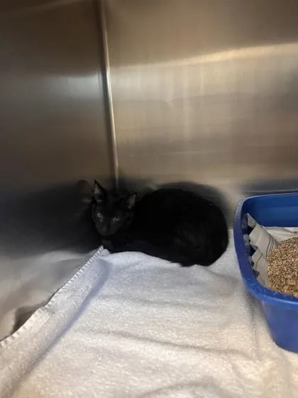 An adult small-sized male Domestic Short Hair cat named Derpy for adoption in West Chester, PA