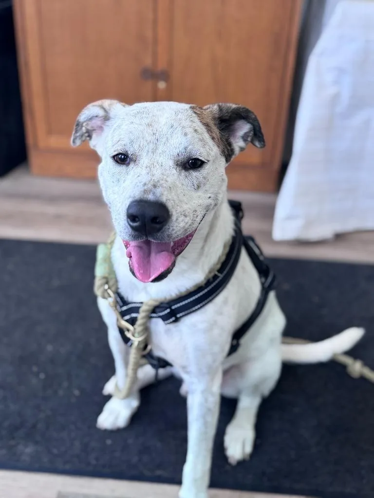 Stuffing thumbnail 3