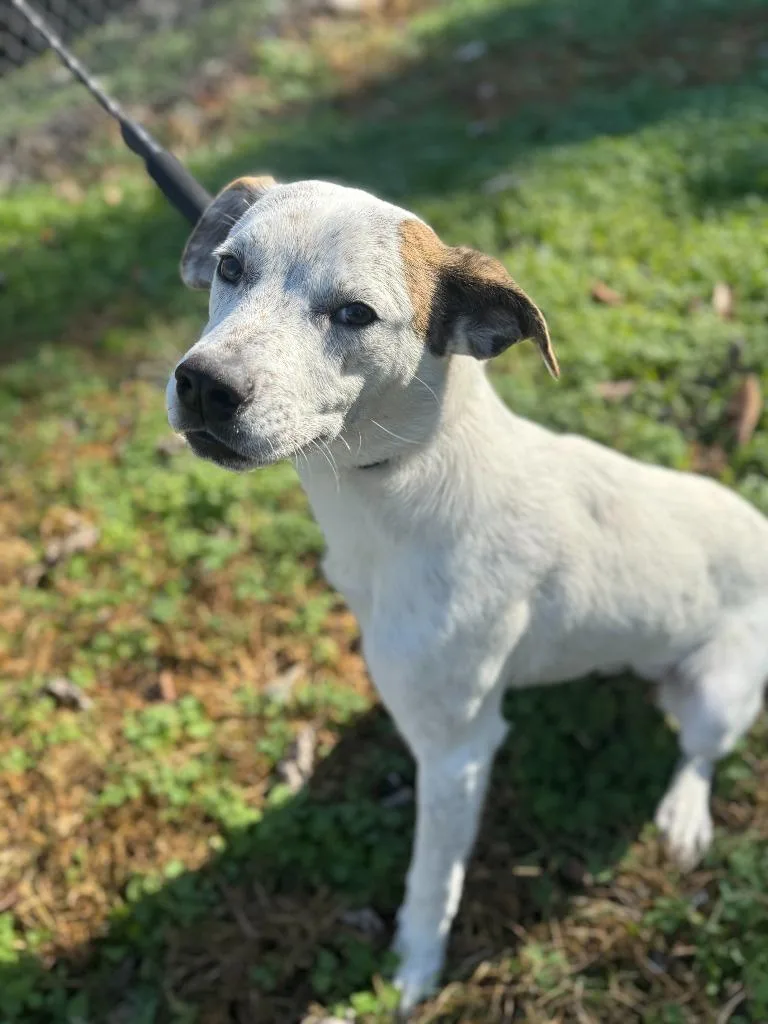 Stuffing thumbnail 4