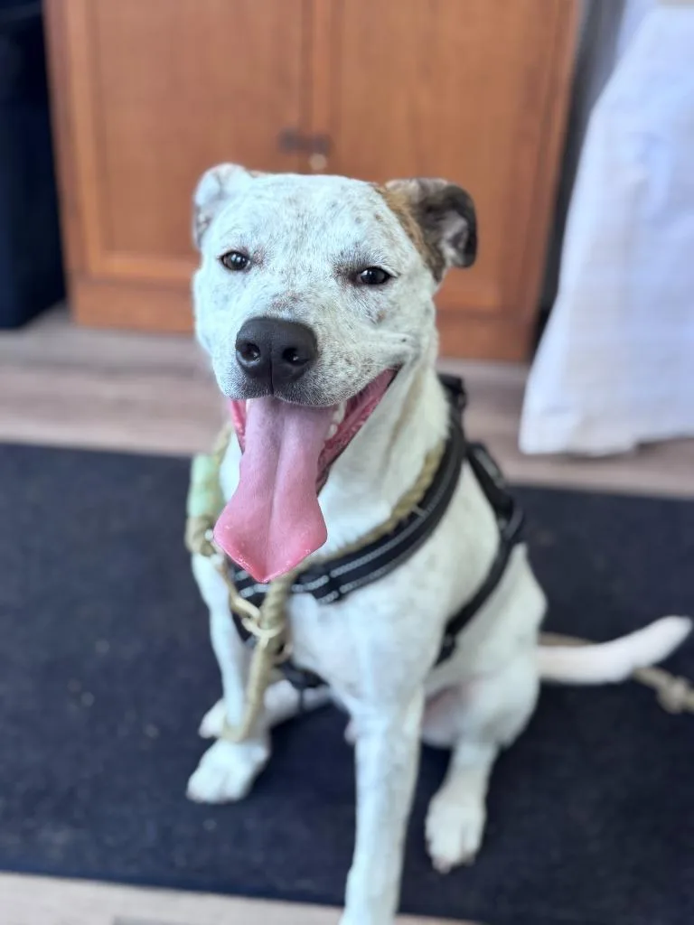 Stuffing thumbnail 6