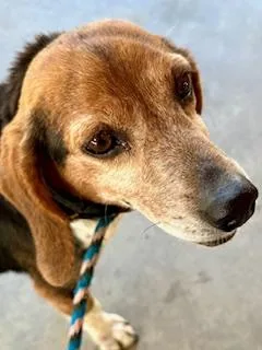 A senior small-sized female Tricolor (Brown, Black, & White) Beagle dog named Millie for adoption in Ladson, SC