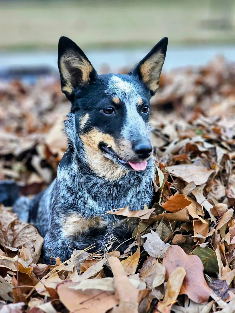 A young medium-sized female Australian Cattle Dog / Blue Heeler dog named Roxy for adoption in Folkston, GA