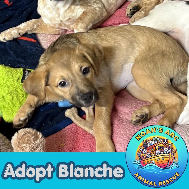 A baby small-sized female Apricot / Beige Terrier dog named Blanche for adoption in Talbott, TN