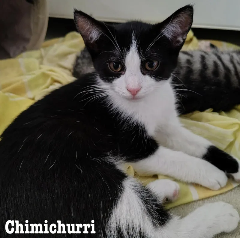 A baby medium-sized female Domestic Short Hair cat named Chimichurri for adoption in Rochester, NY