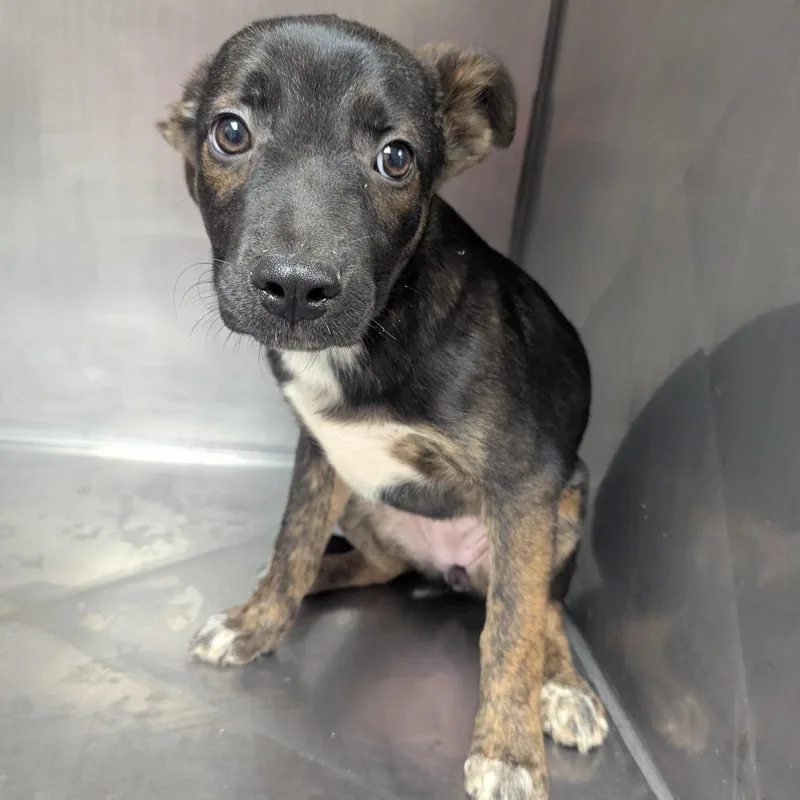 A baby small-sized female Brindle Shepherd dog named Sarah for adoption in Birmingham, AL