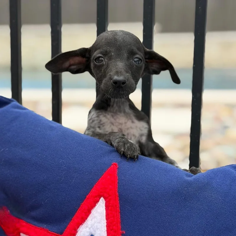 A baby small-sized female Black Dachshund dog named Primrose for adoption in New Orleans, LA