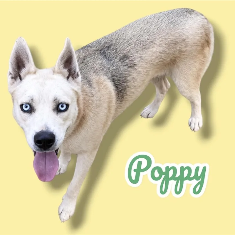 An adult medium-sized female White / Cream Husky dog named Poppy for adoption in Scottsdale, AZ