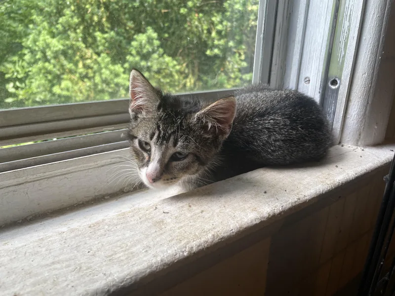 A baby small-sized male Domestic Short Hair cat named Randy for adoption in Troy, NY