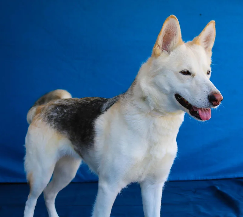 A young medium-sized female Siberian Husky dog named Nova for adoption in Pasadena, CA